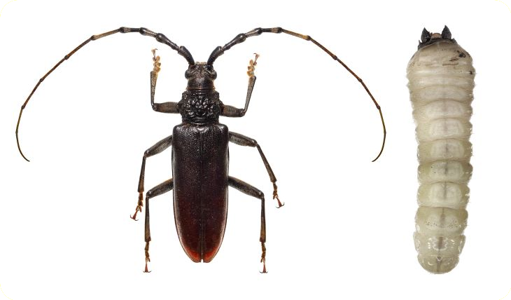 levenscyclus van de boktor en de larve